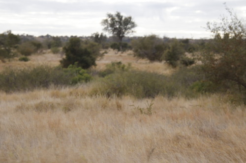 Image of Vachellia borleae by (c) Tony Rebelo, some rights reserved (CC BY-SA)