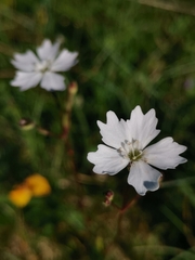 Heliosperma