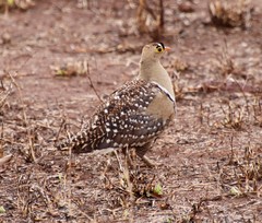Pterocles bicinctus multicolor