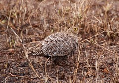 Pterocles bicinctus multicolor