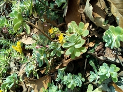 Sedum palmeri