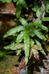 Pteris cretica