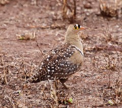 Pterocles bicinctus multicolor