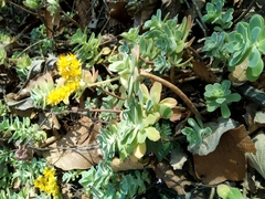 Sedum palmeri