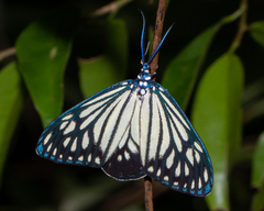 Cyclosia papilionaris