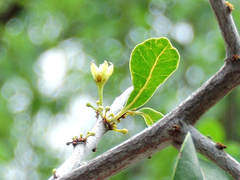 Sideroxylon celastrinum