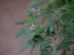 Tephrosia uniflora