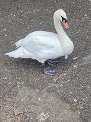 Cygnus olor