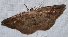 Homochlodes lactispargaria