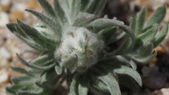 Stylocline micropoides