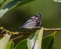 Cyclosia papilionaris