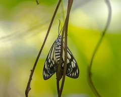 Cyclosia papilionaris