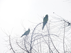 Psittacara holochlorus
