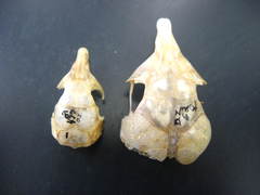 California Pocket Mouse photo 2