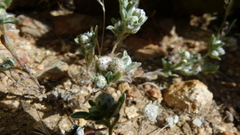 Stylocline gnaphaloides