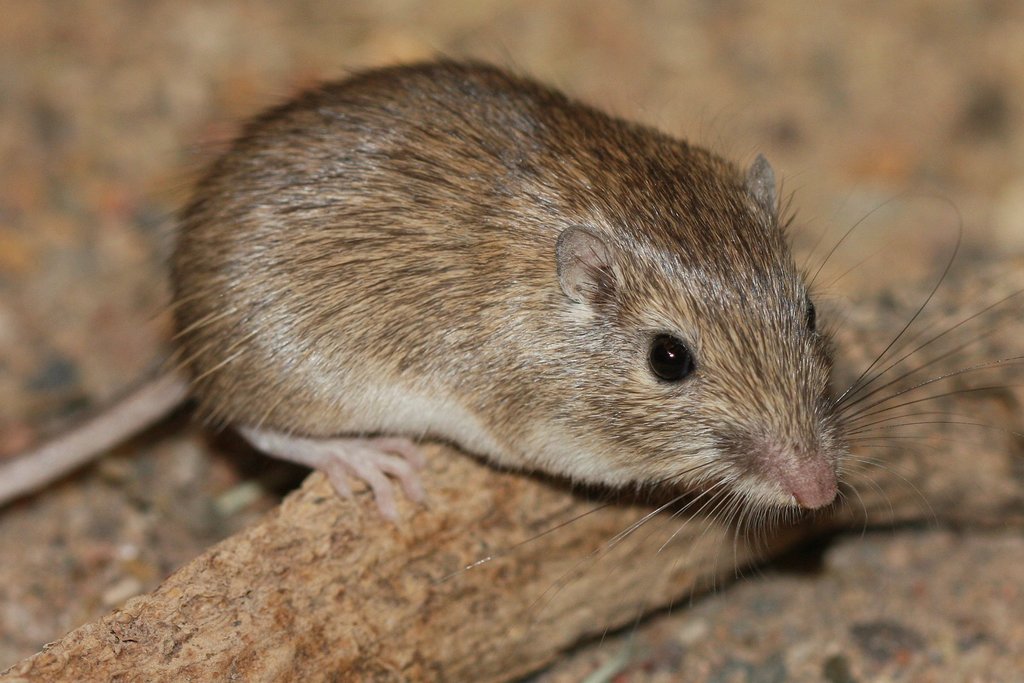 rock pocket mouse video questions answers