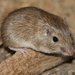 Rock Pocket Mouse - Photo (c) J. N. Stuart, some rights reserved (CC BY-NC-ND)