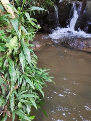 Leptochilus pteropus