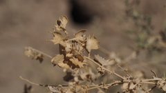 Atriplex canescens laciniata