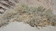 Atriplex canescens laciniata