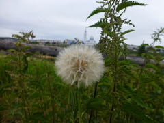 Tragopogon sibiricus