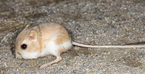 Merriam's Kangaroo Rat