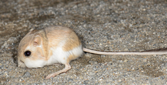 Merriam's Kangaroo Rat photo 2