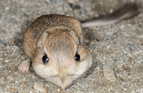 Merriam's Kangaroo Rat