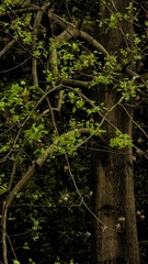 Liriodendron × sinoamericanum