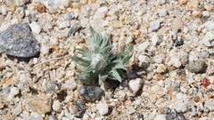 Stylocline micropoides