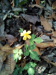 Ranunculus sierrae-orientalis
