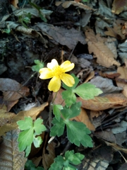 Ranunculus sierrae-orientalis