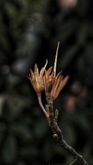 Liriodendron × sinoamericanum