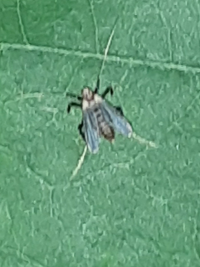 Polypedilum ontario