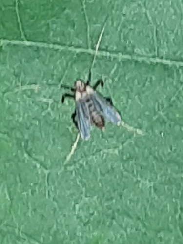 Polypedilum ontario