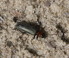 Oedemera croceicollis