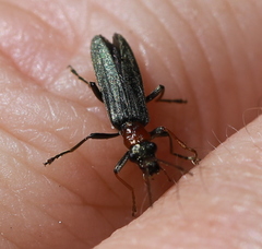 Oedemera croceicollis