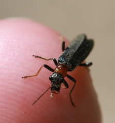 Oedemera croceicollis