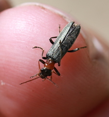 Oedemera croceicollis