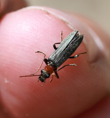 Oedemera croceicollis