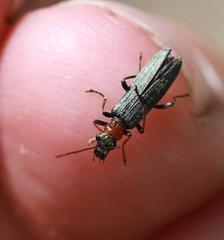 Oedemera croceicollis