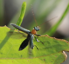 Oedemera croceicollis