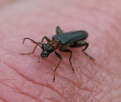Oedemera croceicollis