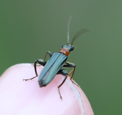 Oedemera croceicollis