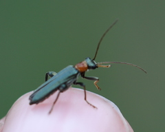 Oedemera croceicollis