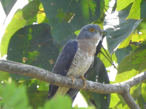 Common Hawk-Cuckoo (Hierococcyx varius), photo 4