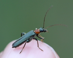 Oedemera croceicollis