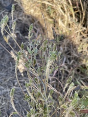 Achyropsis leptostachya
