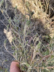 Achyropsis leptostachya