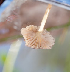 Mycena mijoi